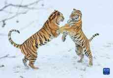 山東榮成：動物園里賞雪趣