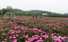 安徽廬江：“醉”美芍藥秀芳菲