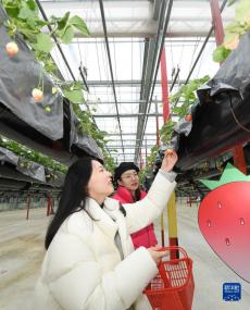 浙江建德：草莓點亮當地經濟