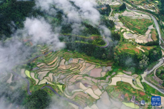 梯田新雨后 美景入畫來