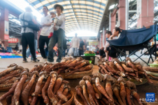 云南野生菌大量上市