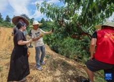 公益助農志愿者助力果農增收致富