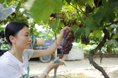 珠暉區酃湖鄉：葡萄“串”起致富路?蔬菜種出好“錢”景